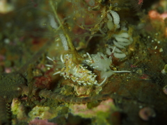 Rubramoena rubescens