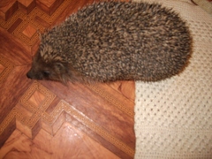 Erinaceus roumanicus