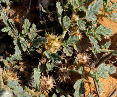 Neurada procumbens