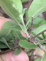Chorisochora transvaalensis