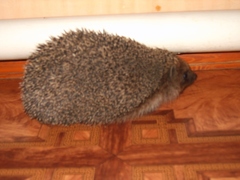 Erinaceus roumanicus