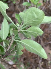 Chorisochora transvaalensis