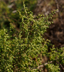 Artemisia monosperma
