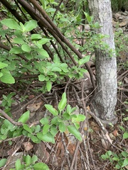 Chorisochora transvaalensis