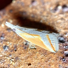 Arotrophora arcuatalis