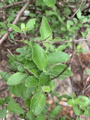 Chorisochora transvaalensis