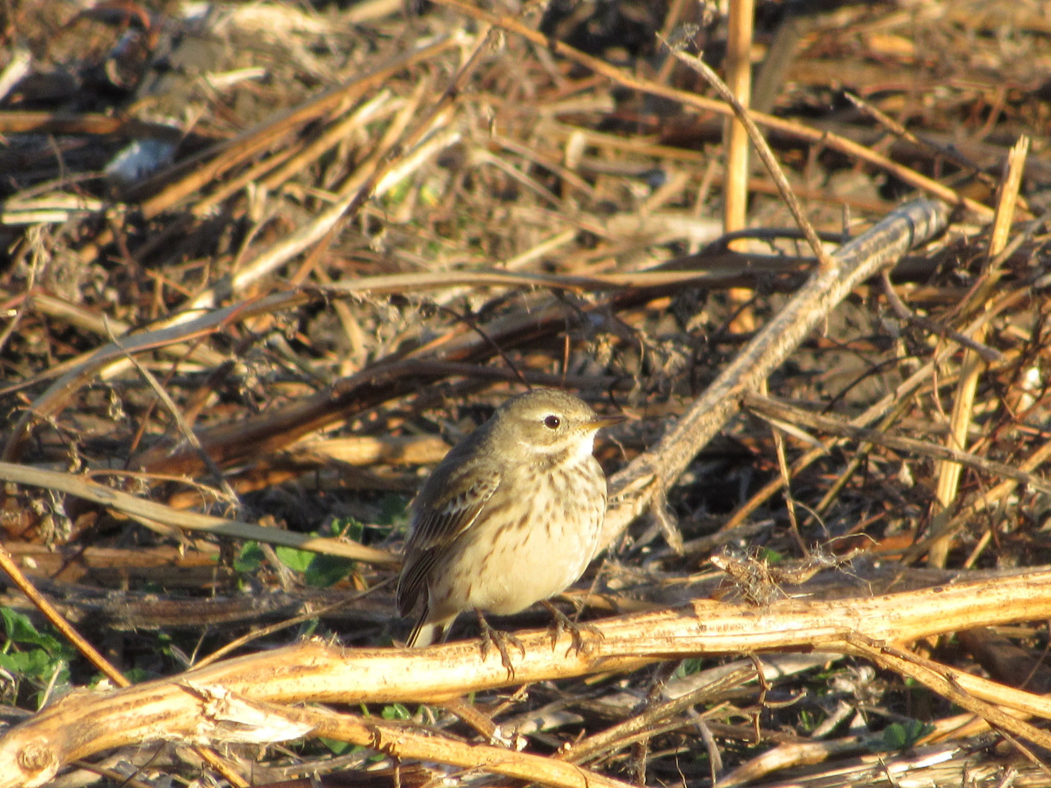American Pipit