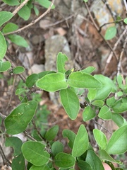 Chorisochora transvaalensis