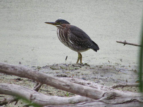 Green Heron photographed in South Dakota