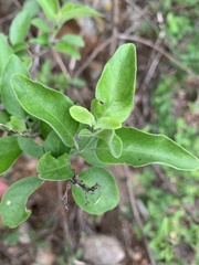Chorisochora transvaalensis