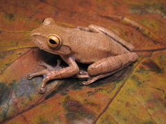 Bokermannohyla circumdata