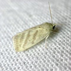 Earias paralella