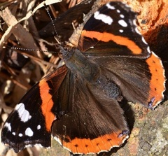 Vanessa atalanta atalanta