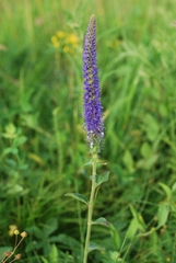 Veronica porphyriana