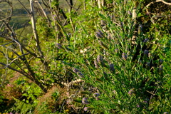 Psoralea spicata