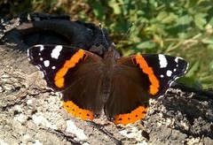 Vanessa atalanta atalanta