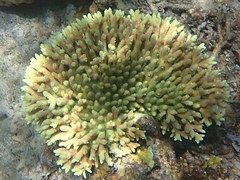 Acropora millepora
