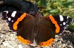 Vanessa atalanta atalanta