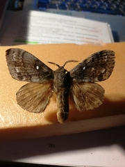 Dendrolimus superans sibiricus