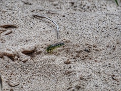 Stictia