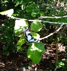 Graphium philonoe philonoe