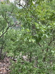 Combretum petrophilum