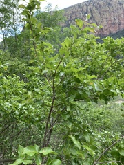 Combretum petrophilum