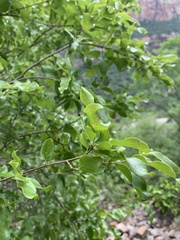 Combretum petrophilum