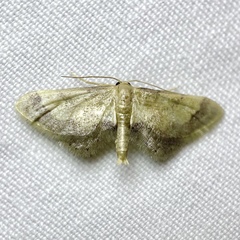 Idaea trypheropa