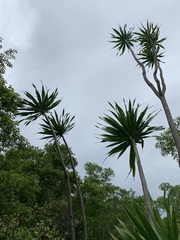Dracaena transvaalensis