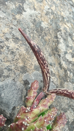 Orbea variegata f. monstruosa
