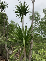 Dracaena transvaalensis