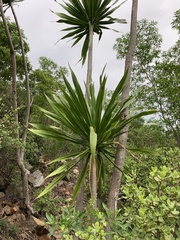 Dracaena transvaalensis