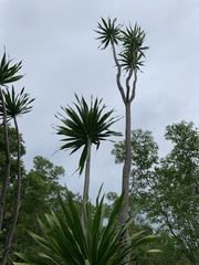 Dracaena transvaalensis