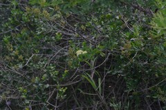 Microglossa mespilifolia