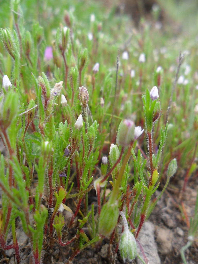 Gilia laciniata