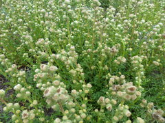 Laennecia artemisiifolia