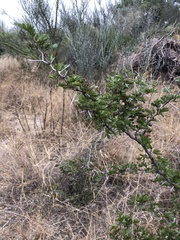Vachellia rigidula