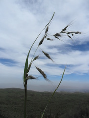 Bromus berteroanus