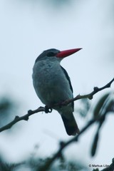 Halcyon senegaloides