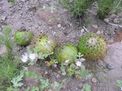 Corryocactus brevistylus