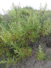 Ambrosia artemisioides