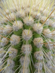 Weberbauerocereus weberbaueri