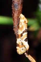 Aethes kindermanniana