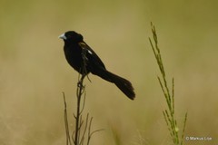 Euplectes albonotatus