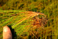 Ficinia quinquangularis