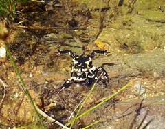 Melanophryniscus stelzneri