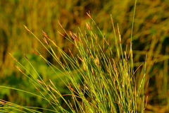 Ficinia quinquangularis