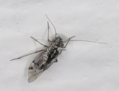 Hyalopsocus striatus