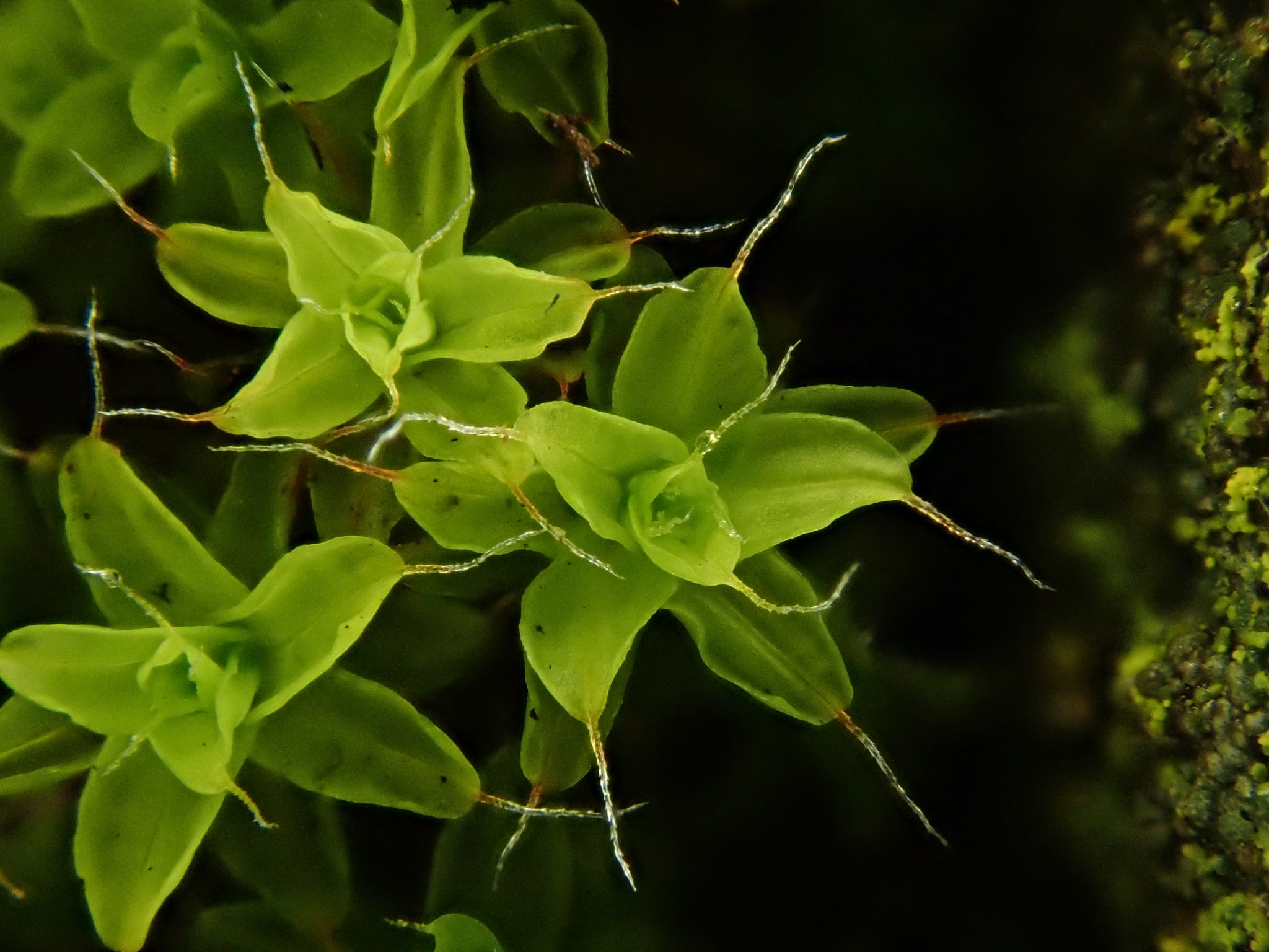 Twisted Moss Syntrichia Ruralis Terrarium Moss Ground Cover 